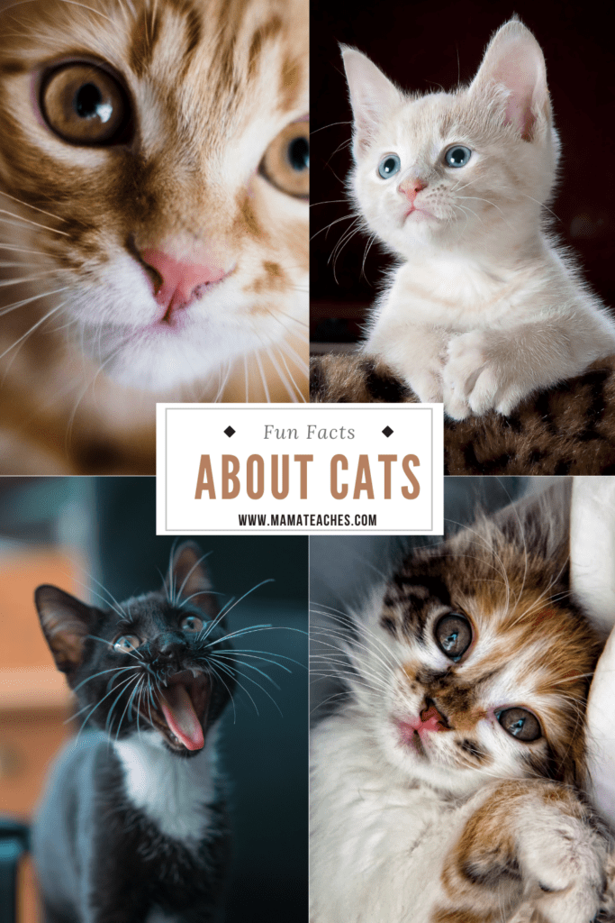 Fun Facts About Cats