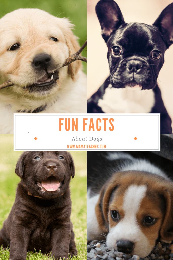 Fun and Unusual Facts About Dogs for Kids - Mama Teaches