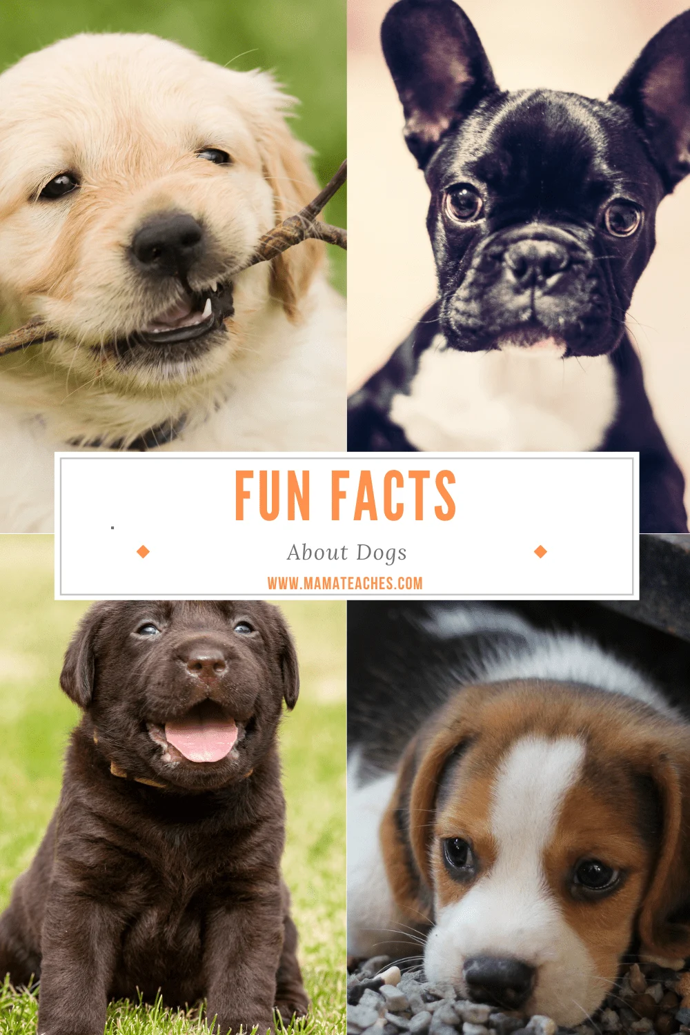 Fun Facts About Dogs