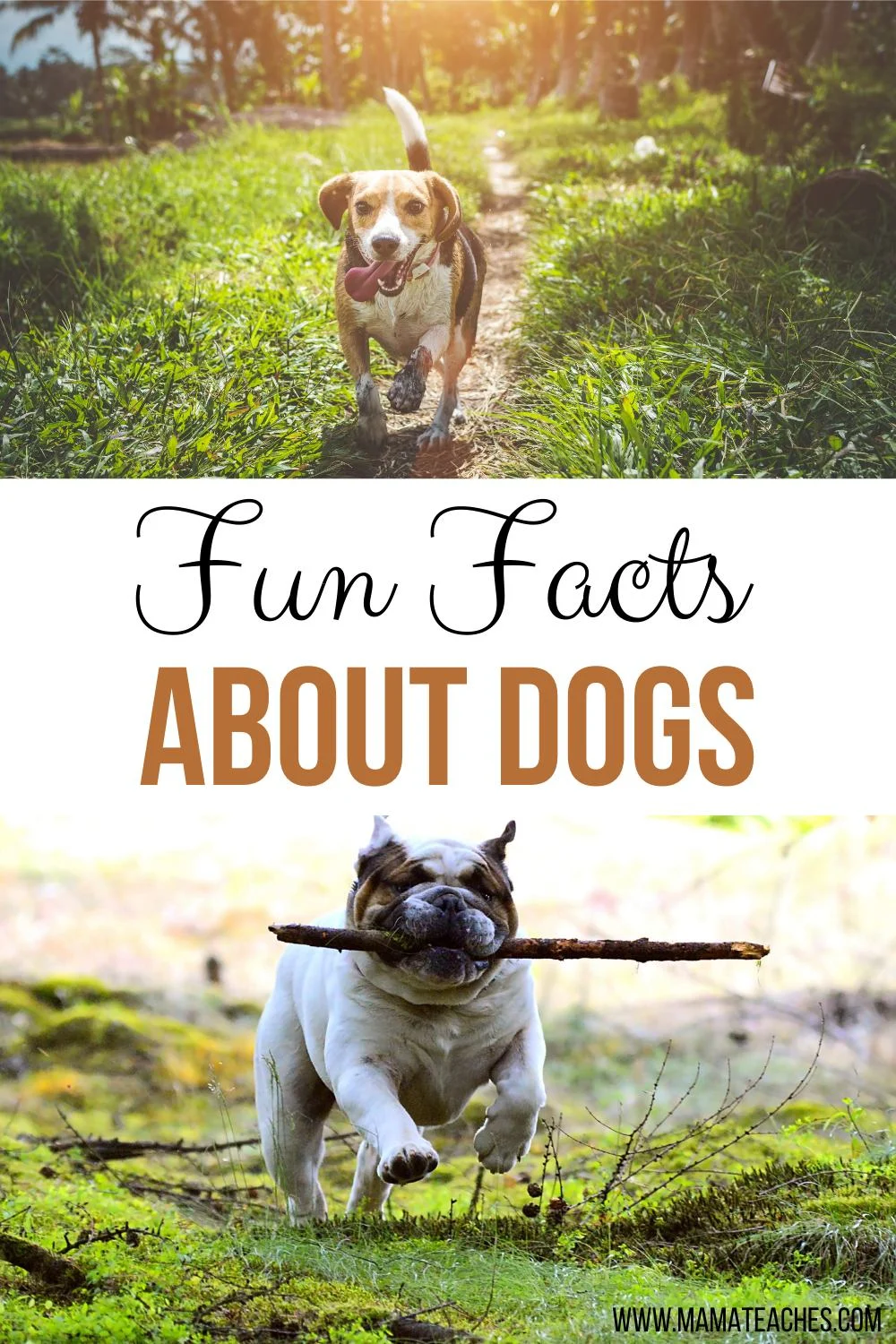 Fun Facts About Dogs