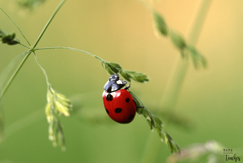 Fun Facts About Insects