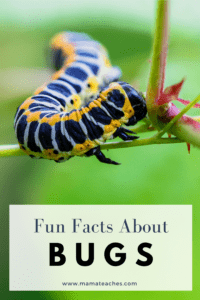 Interesting and Fun Facts About Insects - Mama Teaches