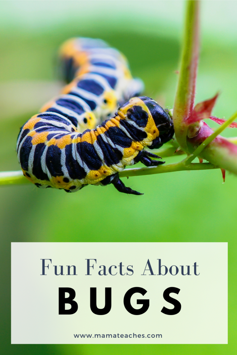 interesting-and-fun-facts-about-insects-mama-teaches