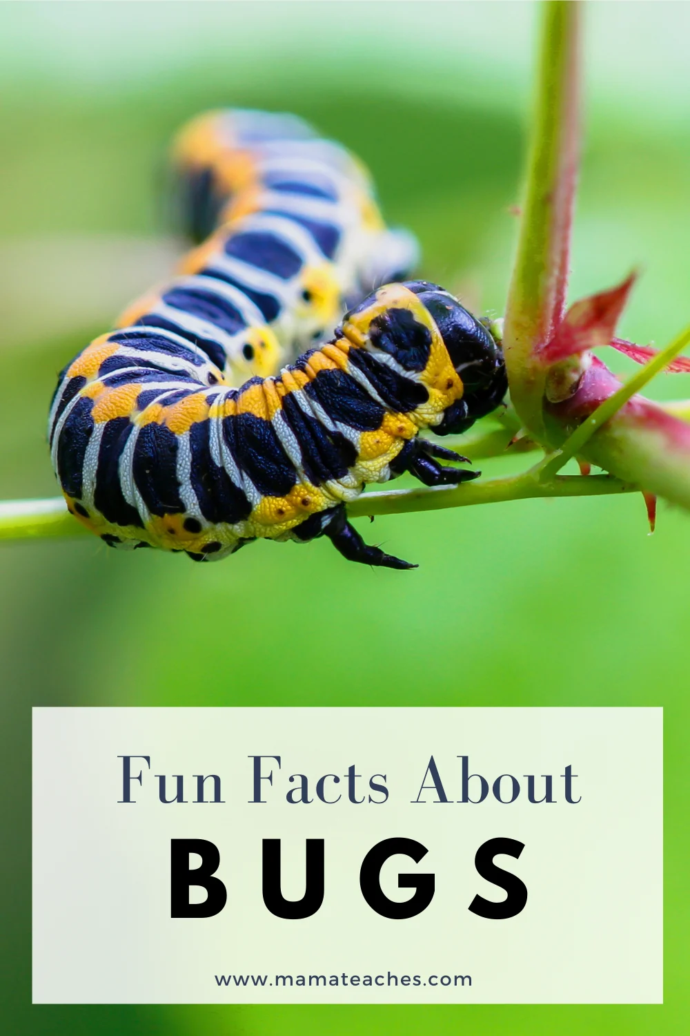 Fun Facts About Insects
