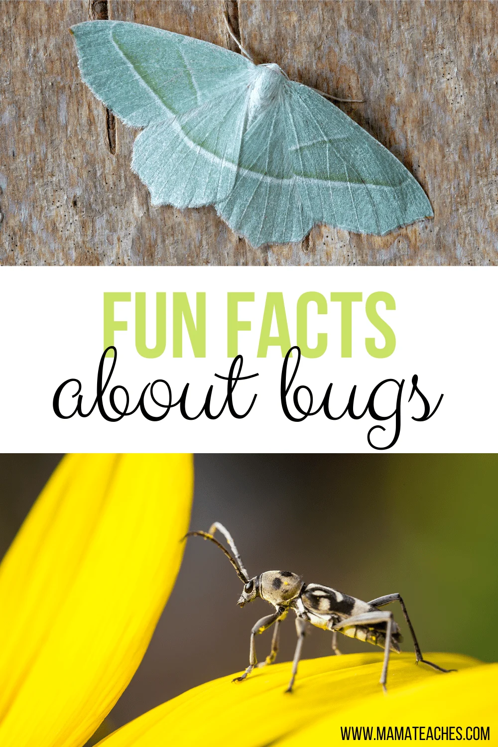 Fun Facts About Insects