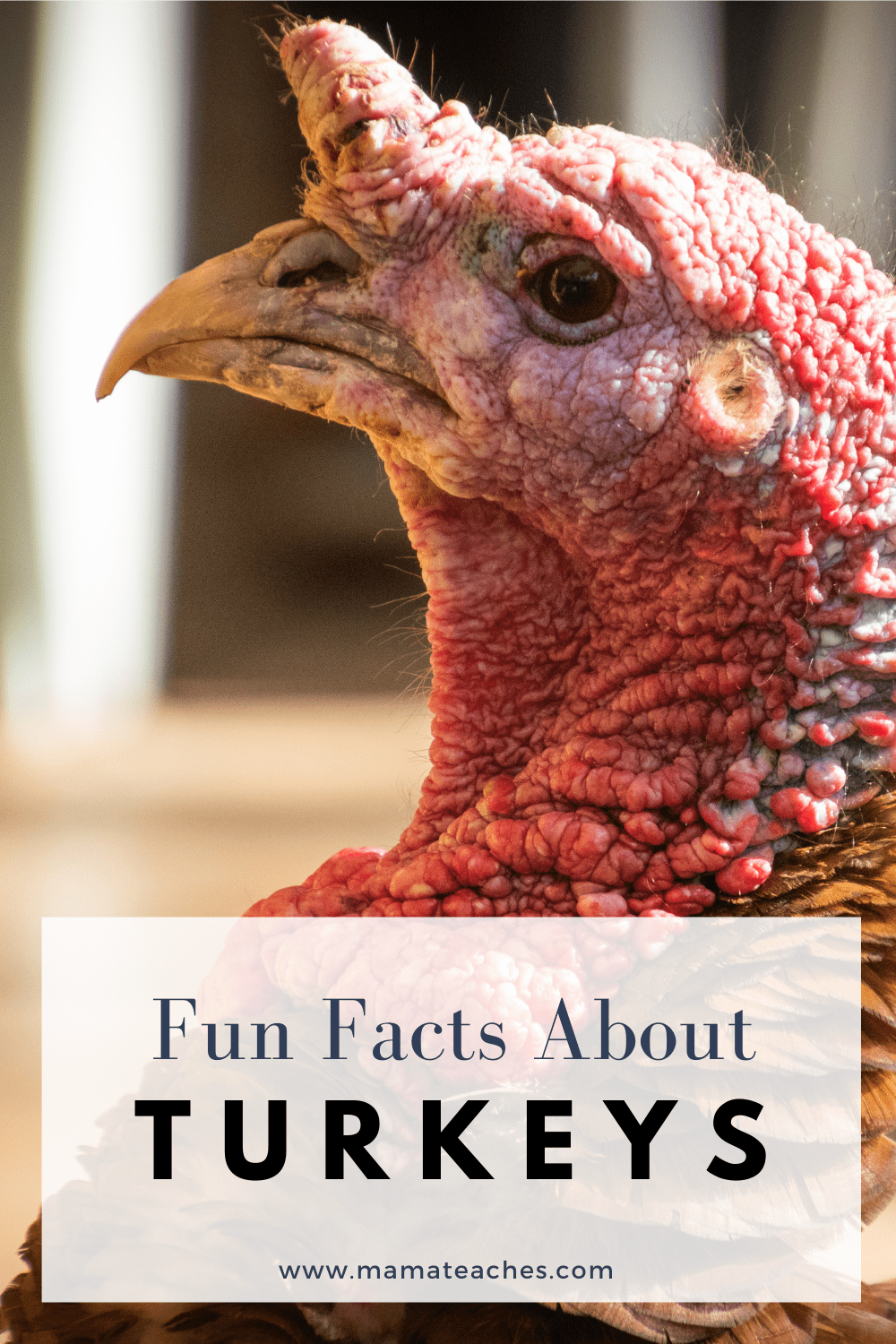 Fun Facts About Turkeys for Kids - Mama Teaches