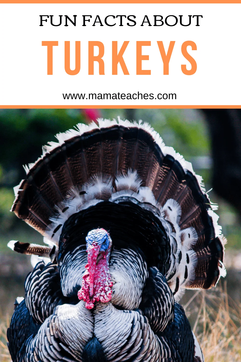 Fun Facts About Turkeys