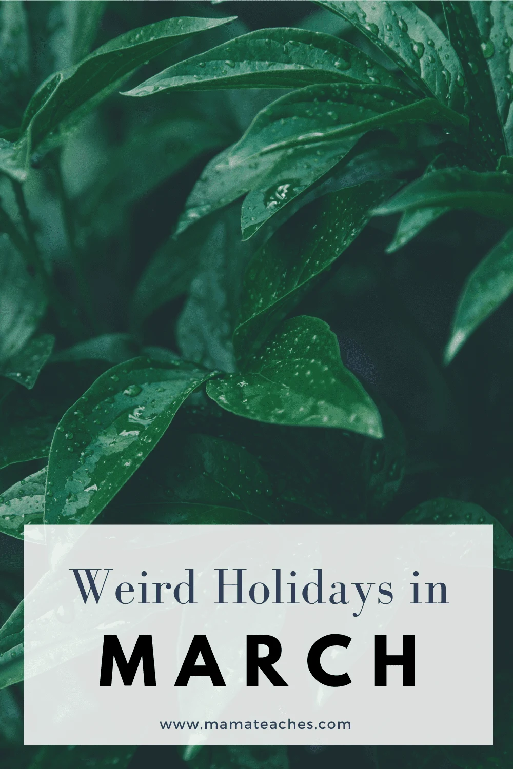 Weird Holidays in March