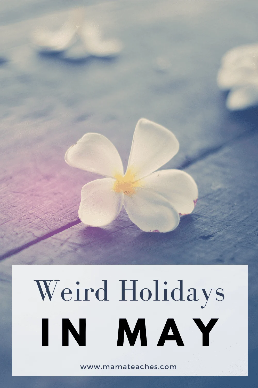 Weird Holidays in May