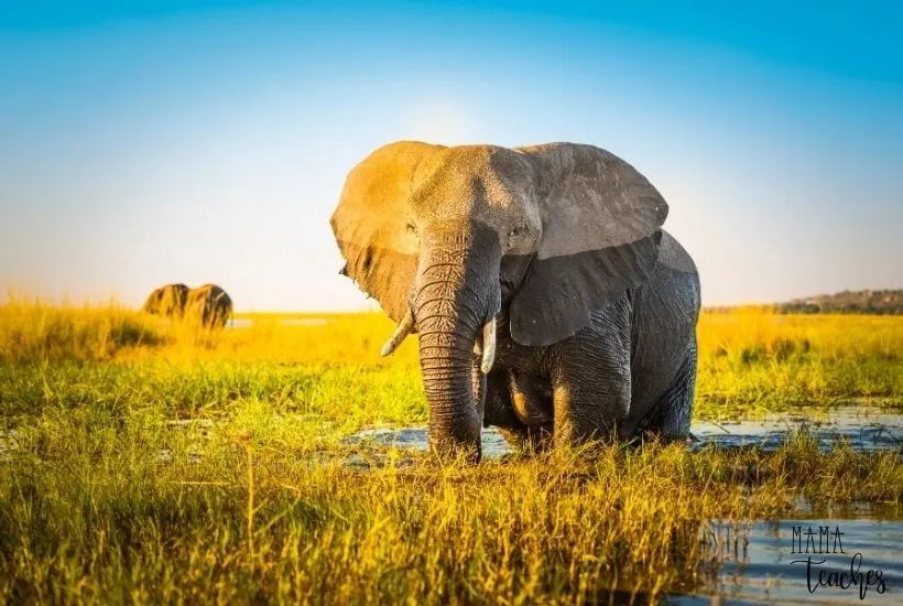 12 Incredible Facts About Elephants