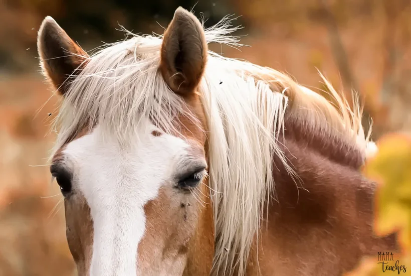 6 Amazing Facts About Your Horse's Face