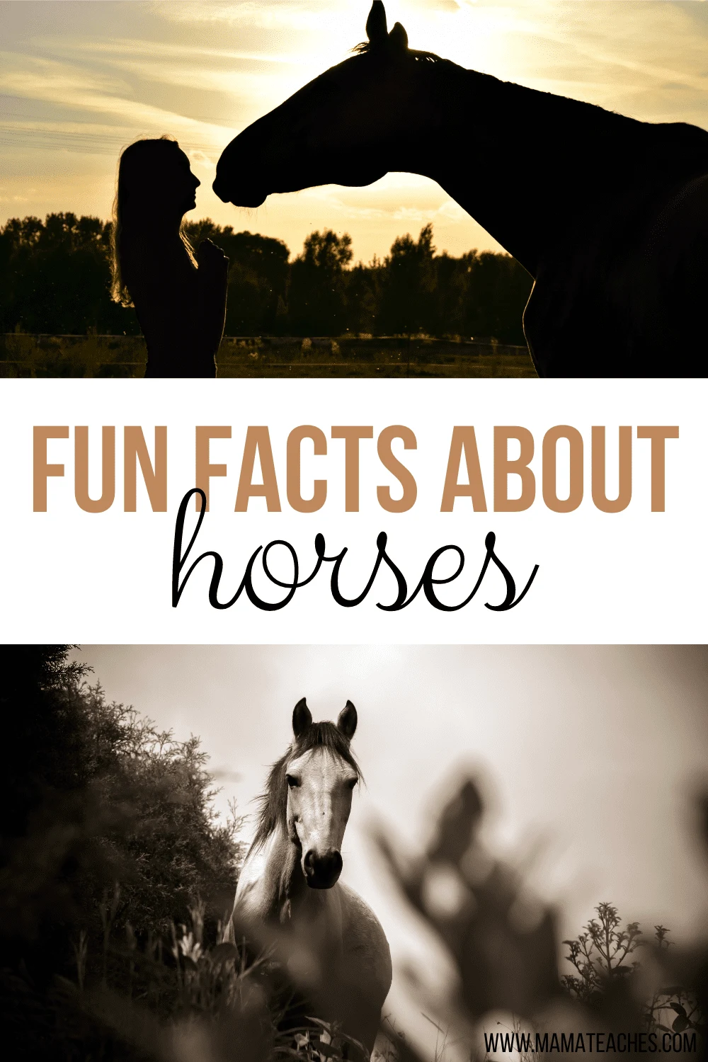 Facts About Horses