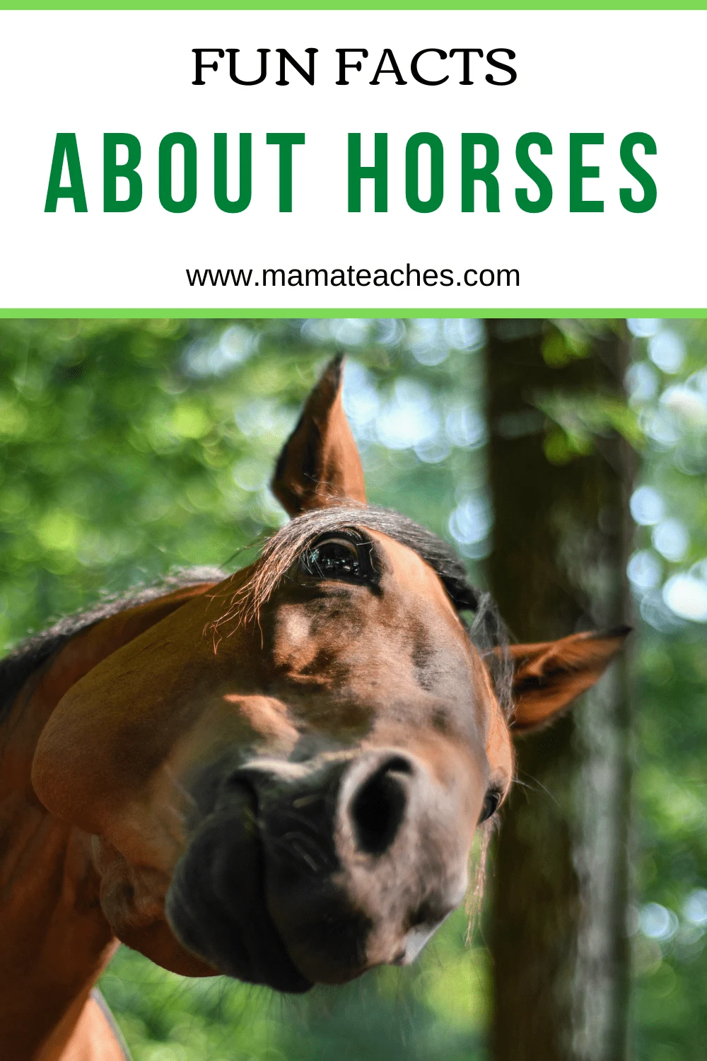 Facts About Horses