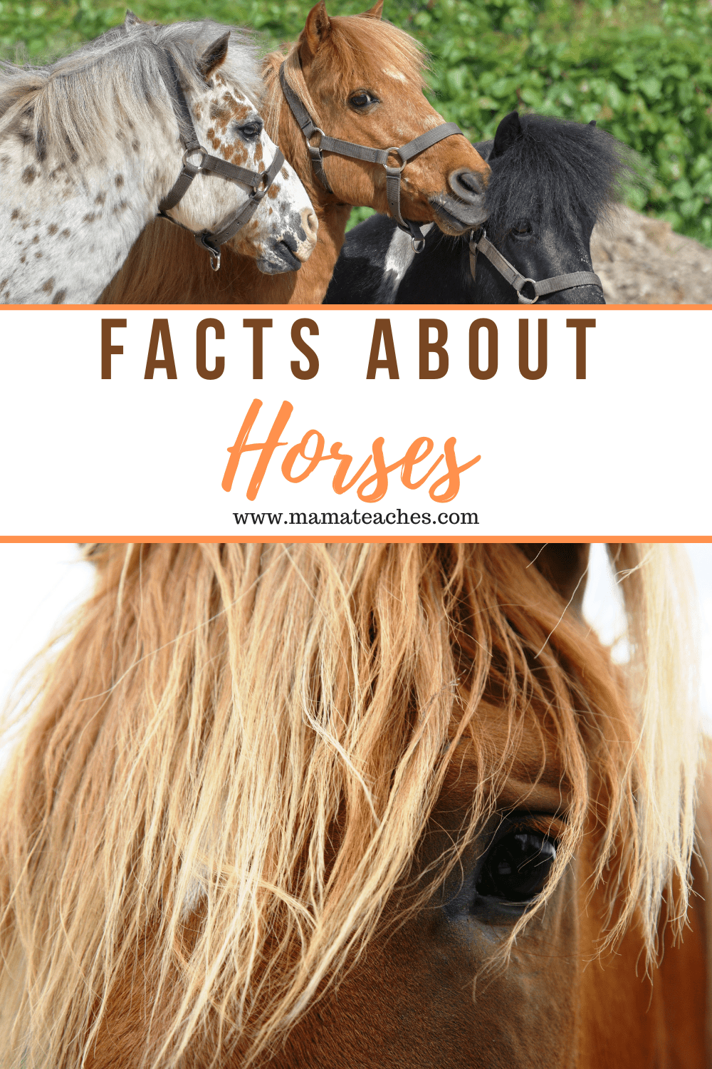 Facts About Horses - Fun Animal Facts for Kids - Mama Teaches