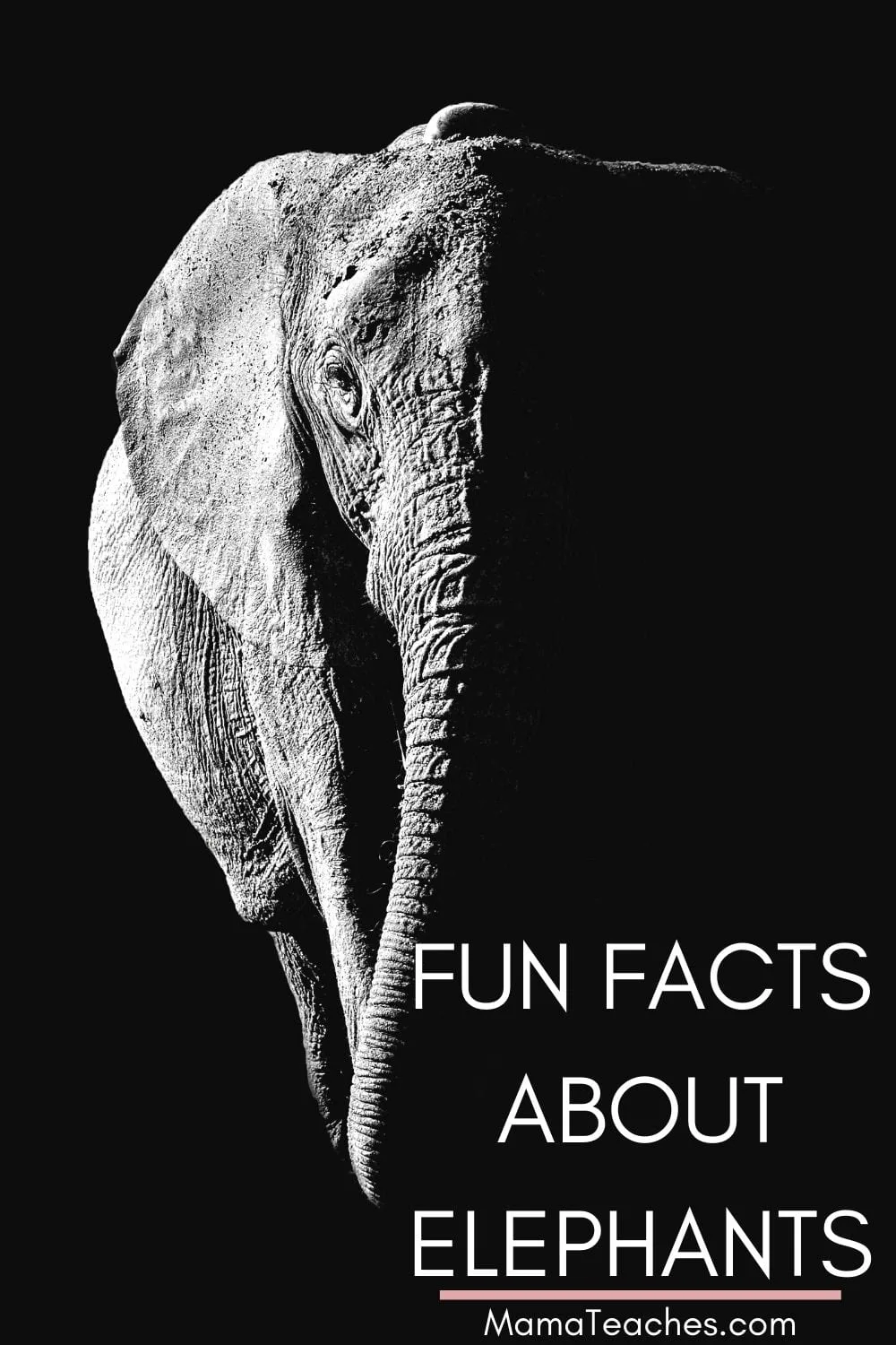 Fun Facts About Elephants for Kids