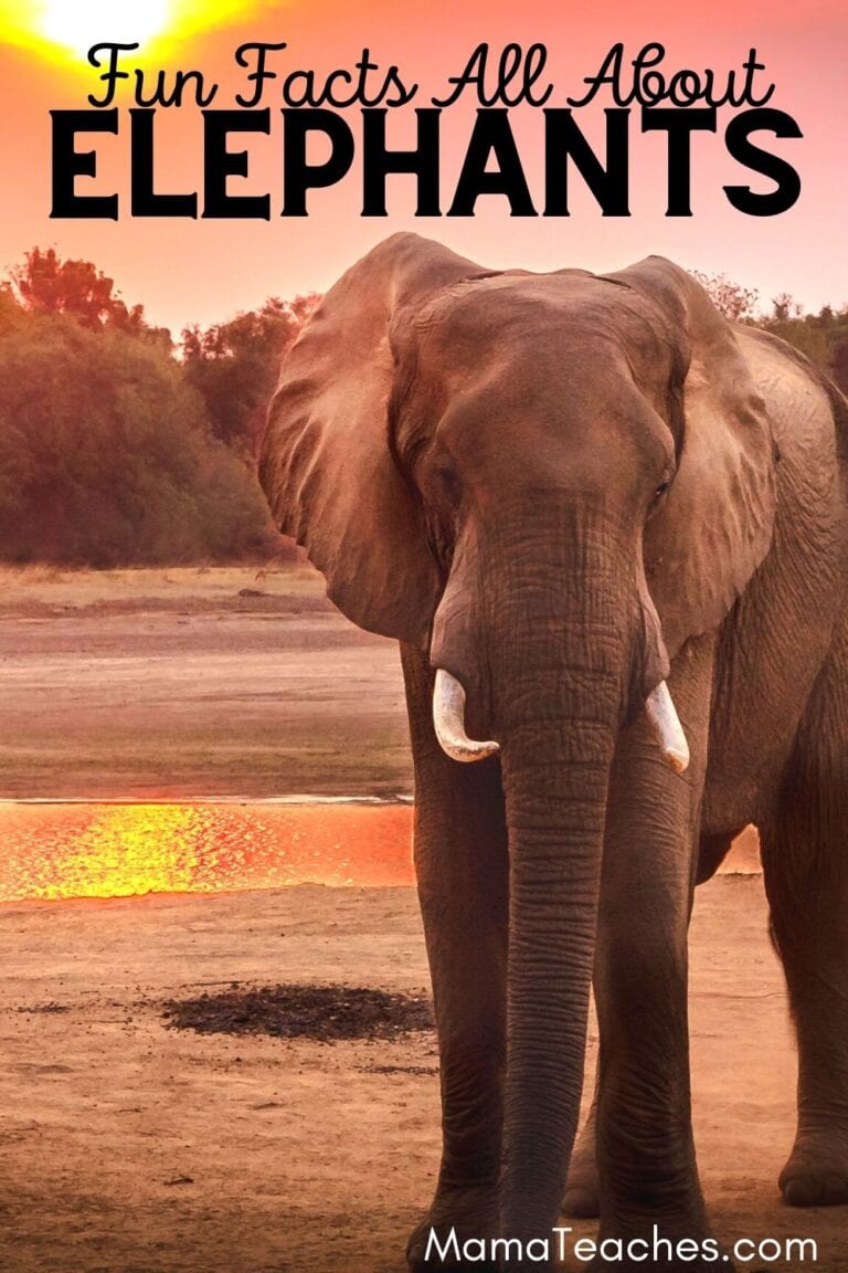 Fun Facts About Elephants for Kids Mama Teaches
