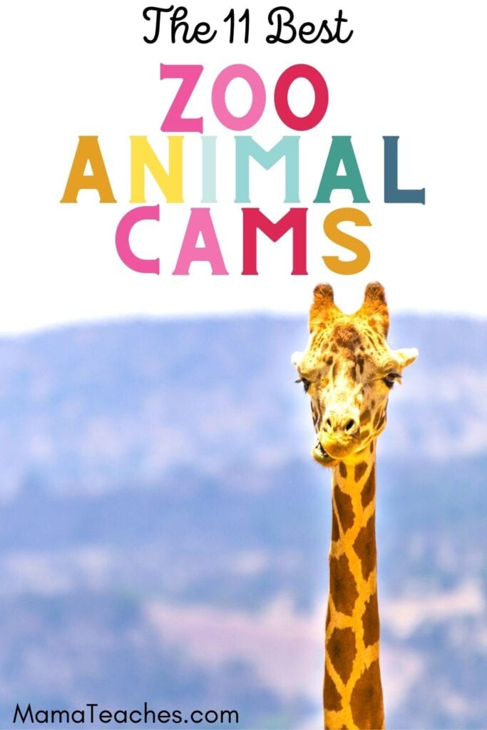 11 Best Zoo Animal Cams for Virtual Field Trips - Mama Teaches