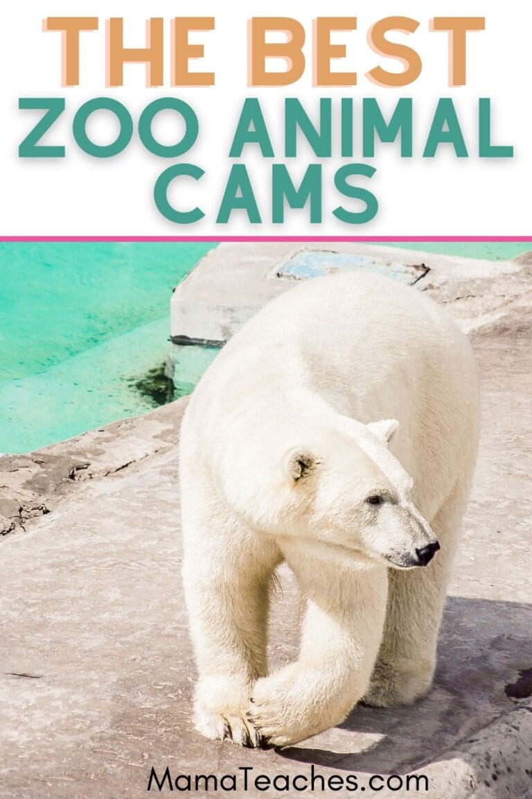 11 Best Zoo Animal Cams for Virtual Field Trips - Mama Teaches