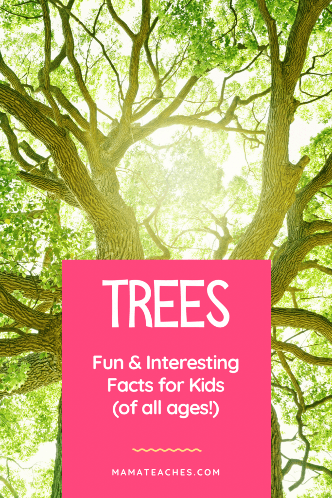 Fun Facts About Trees - giant trees like the one pictured are the best!