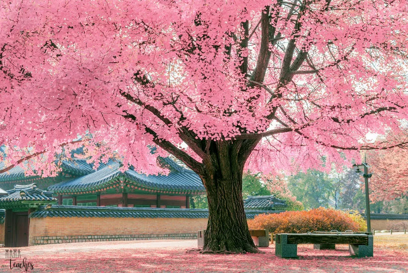 Fun and Interesting Facts about Trees - like the beautiful pink Japanese Maple pictured in this photo