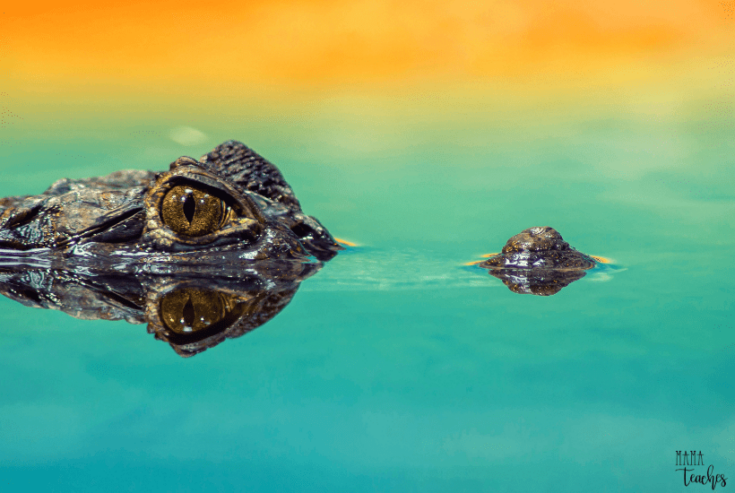 FUN FACTS ABOUT AMERICAN ALLIGATORS FOR KIDS visual data 4