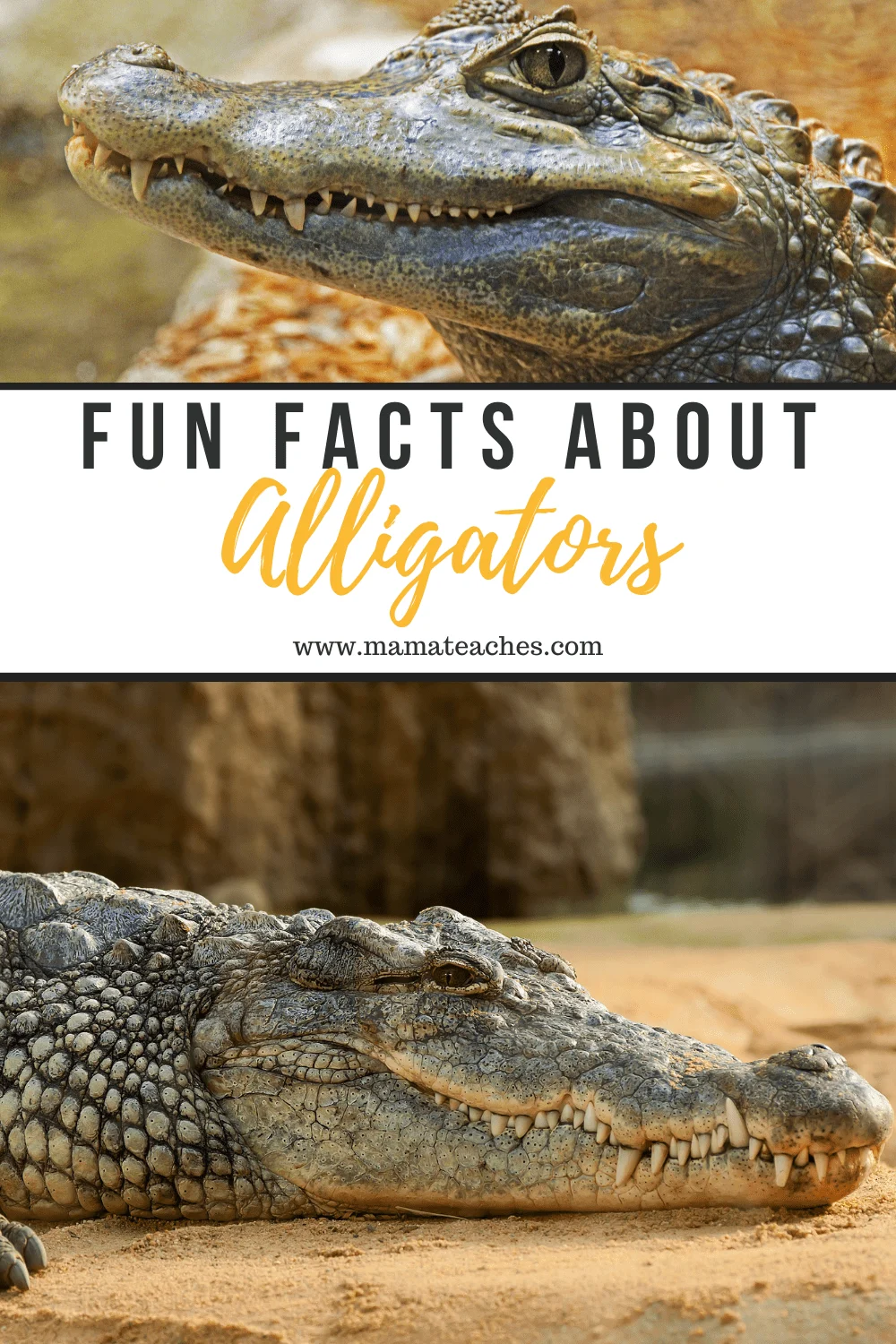 Fun Facts About Alligators
