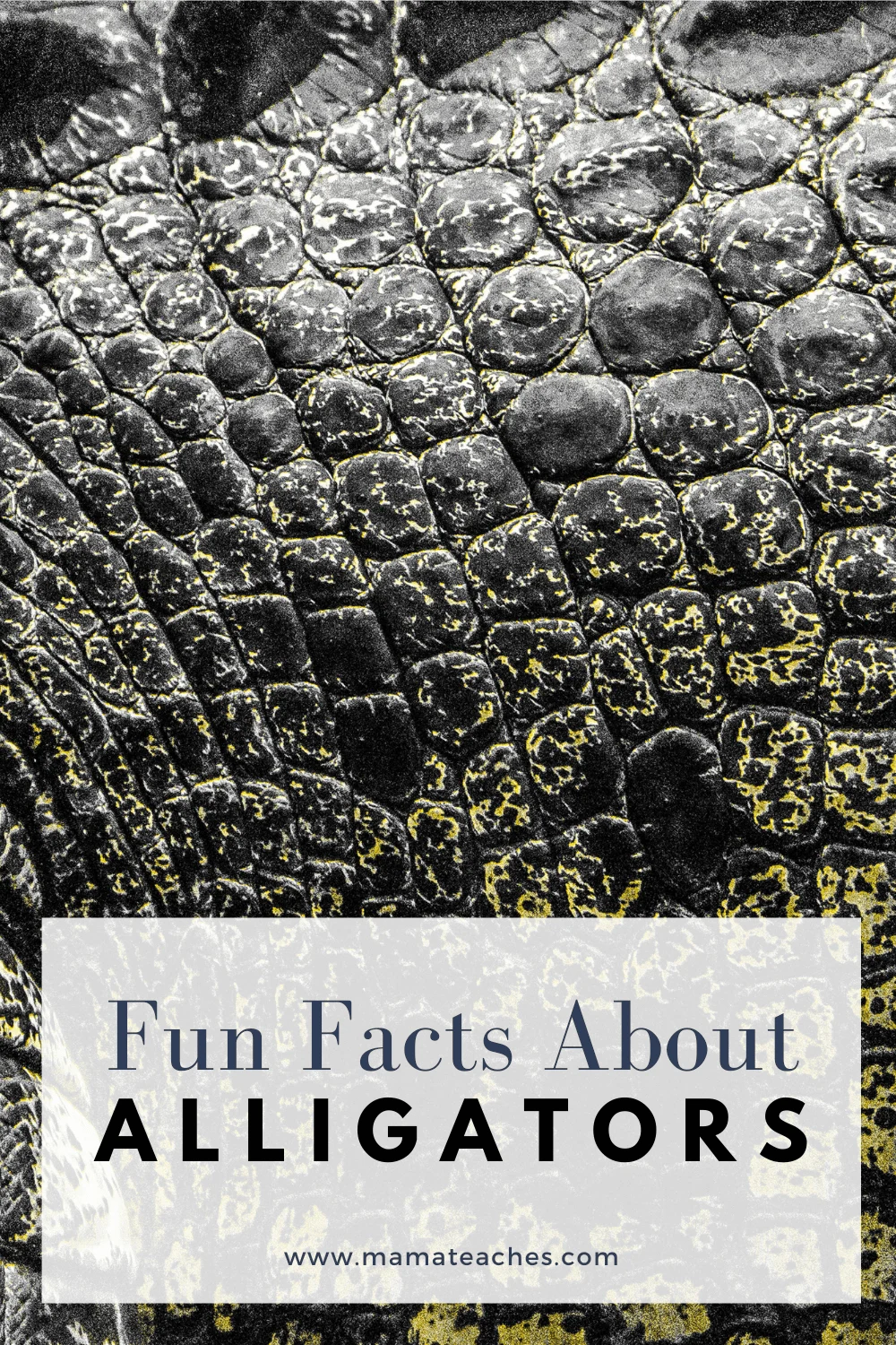 Fun Facts About Alligators