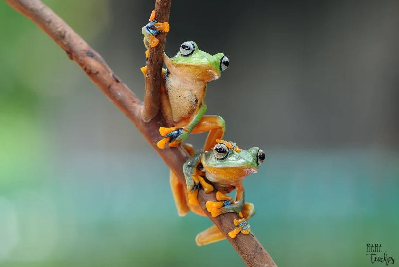 Fun Facts About Frogs