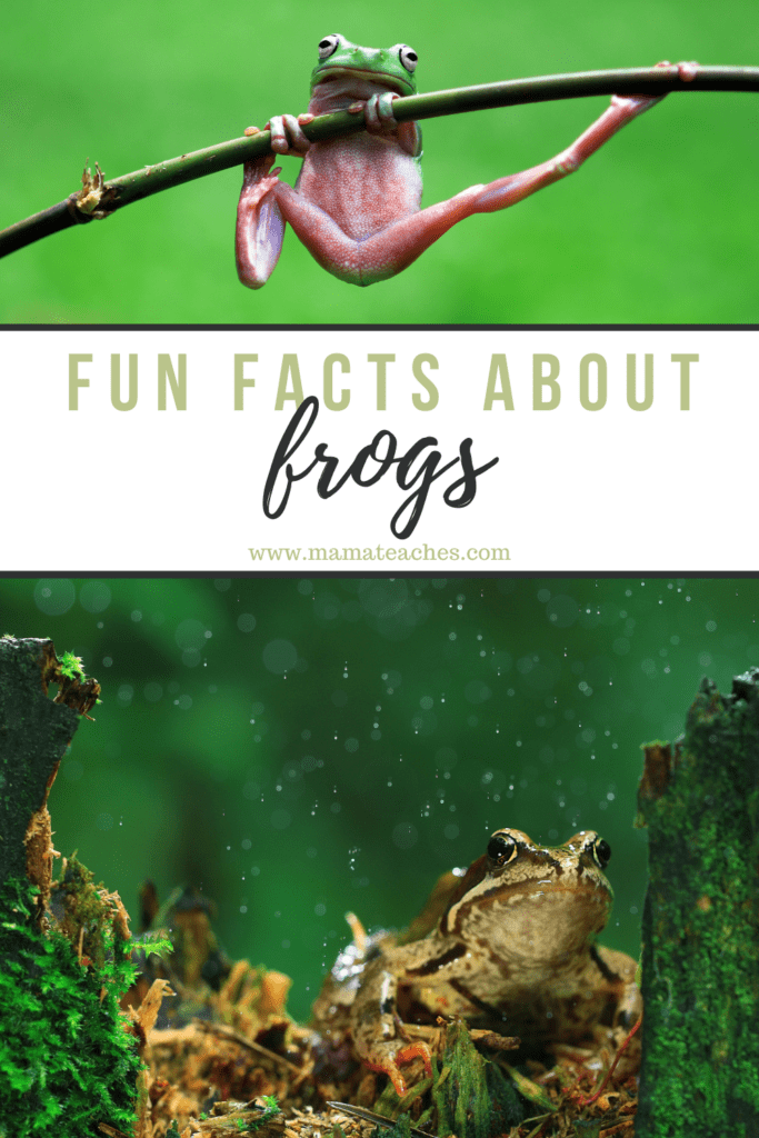Fun Facts About Frogs for Kids Mama Teaches