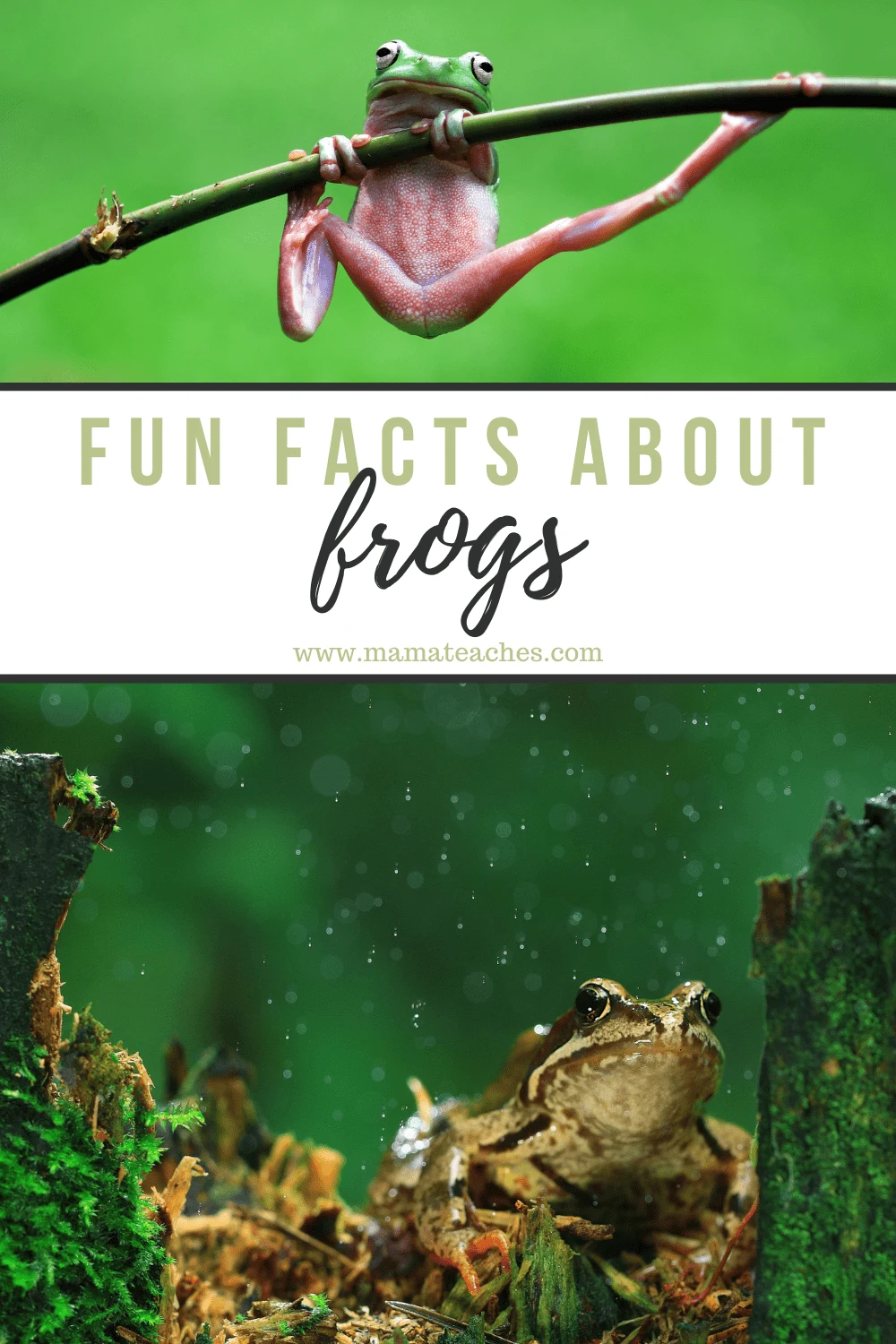 Fun Facts About Frogs