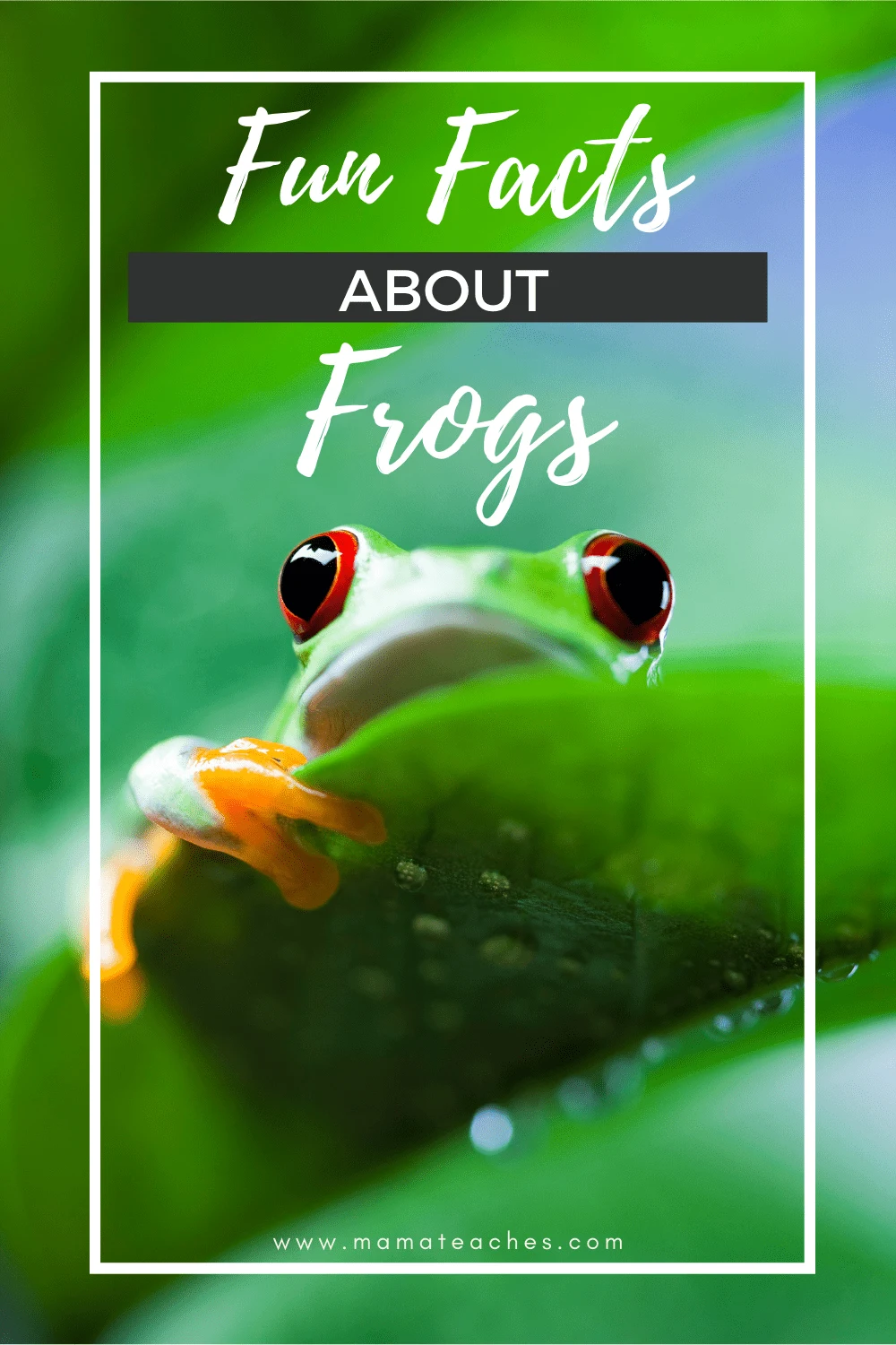 Fun Facts About Frogs