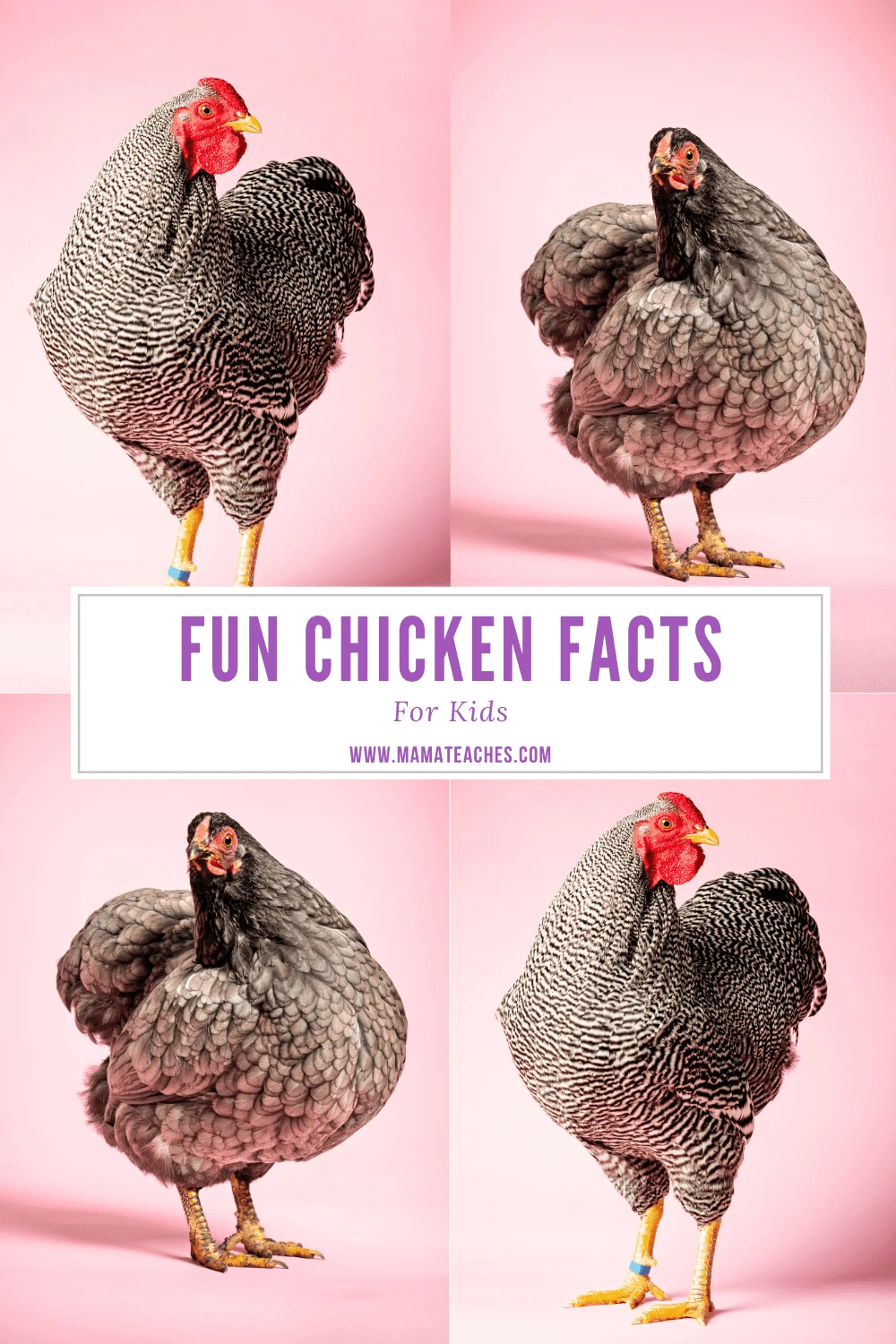 Fun Chicken Facts for Kids