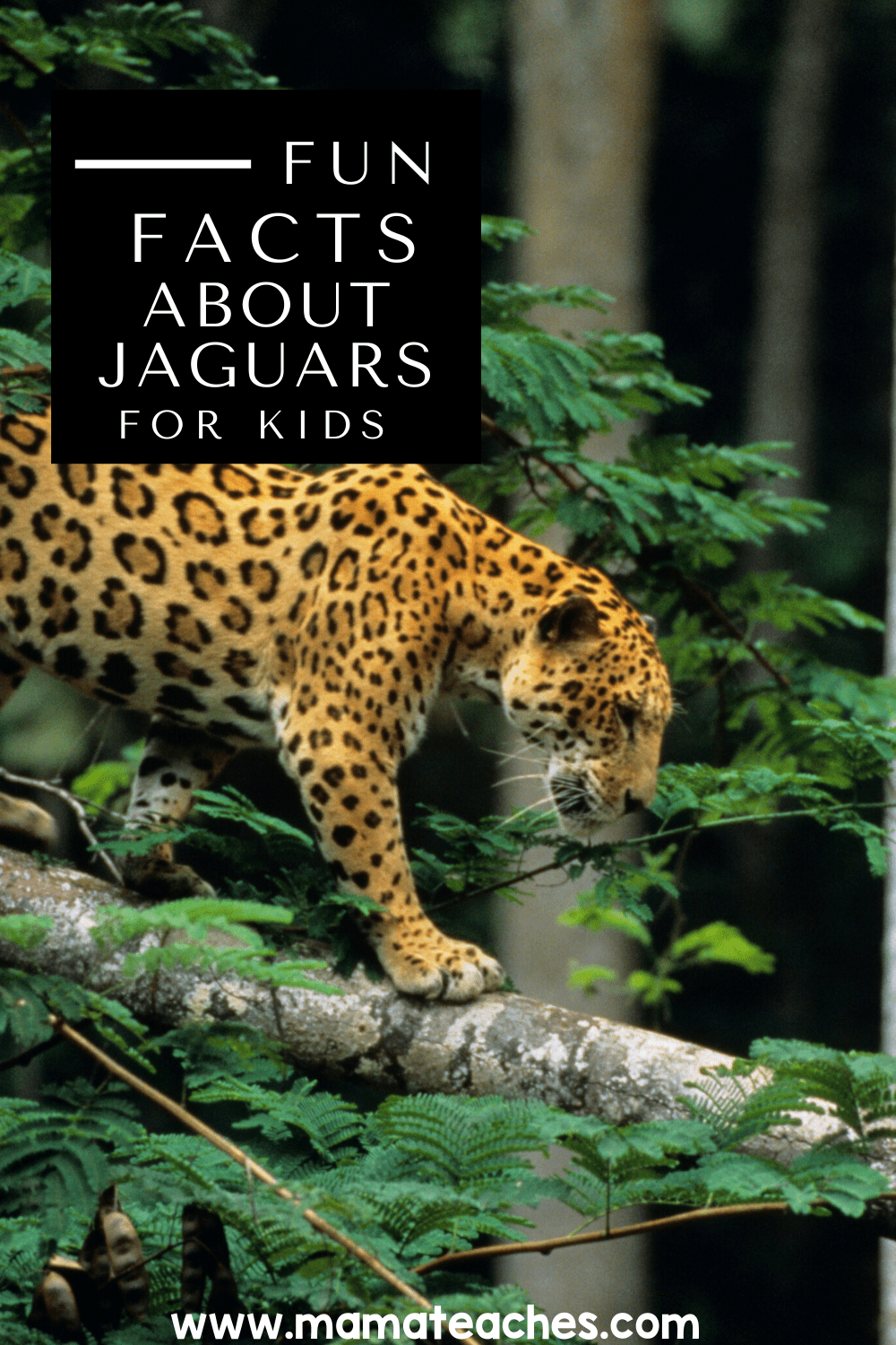 100 FUN FACTS ABOUT JAGUARS ANIMALS visual data 3