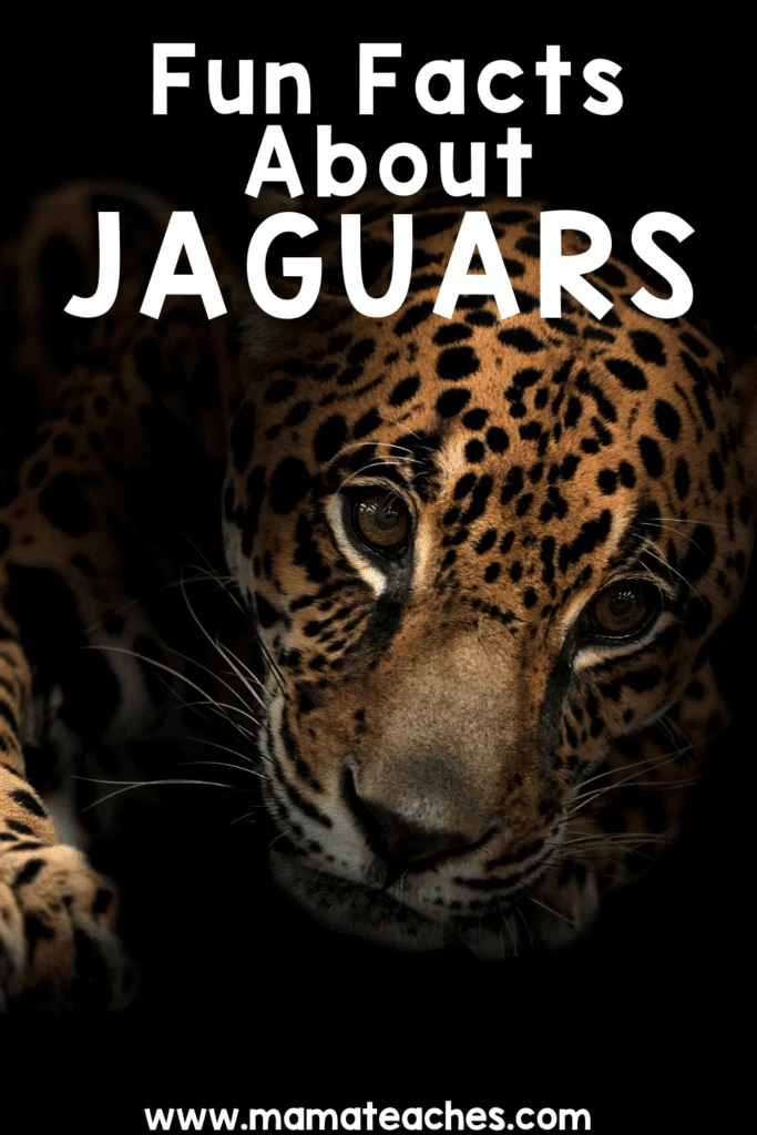 Fun Facts About Jaguars 