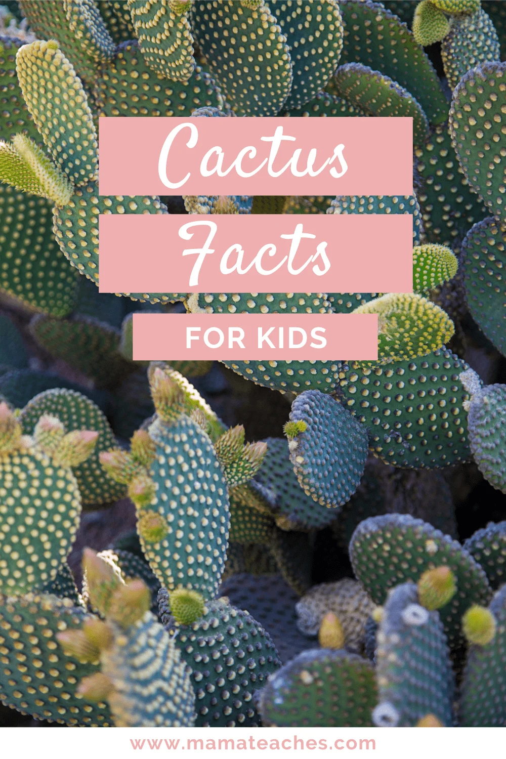 Cactus Facts for Kids