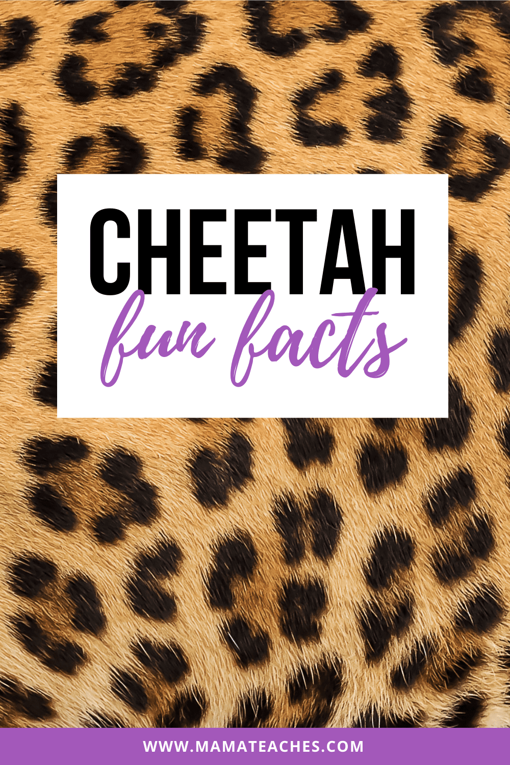 Cheetah Fun Facts