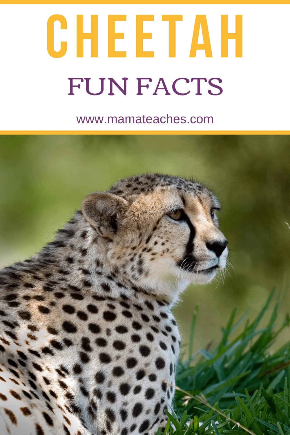 Cheetah Fun Facts for Kids of All Ages - Mama Teaches