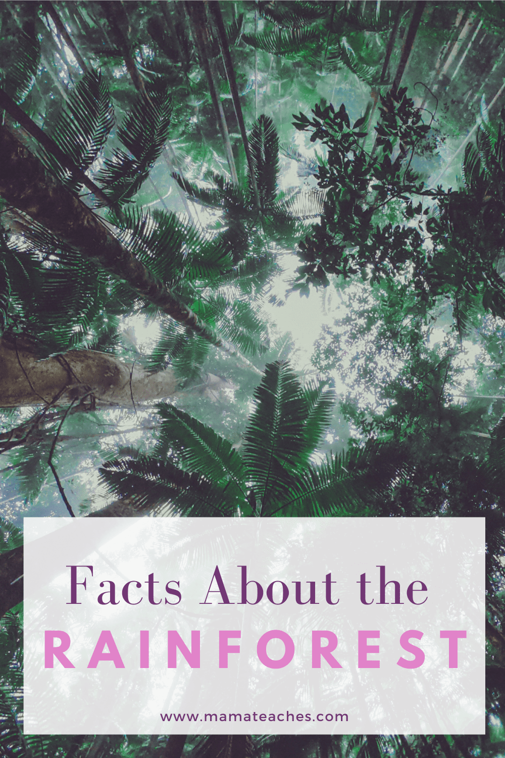 Facts About the Rainforest