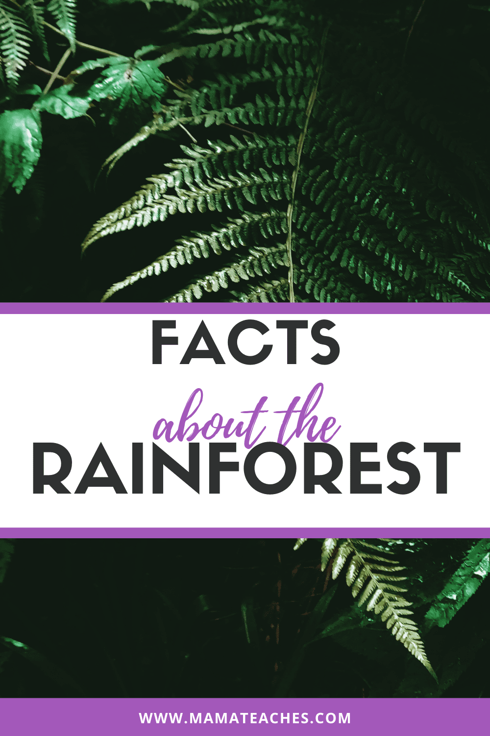 Facts About the Rainforest