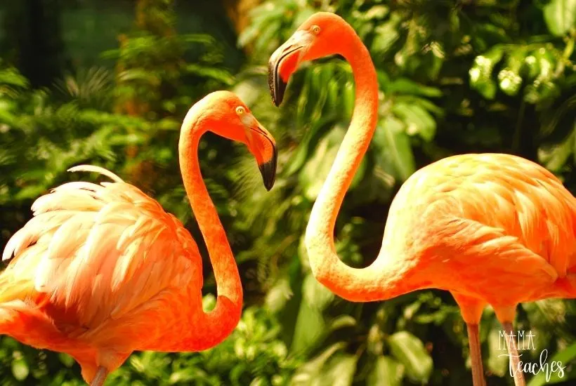 real yellow flamingos