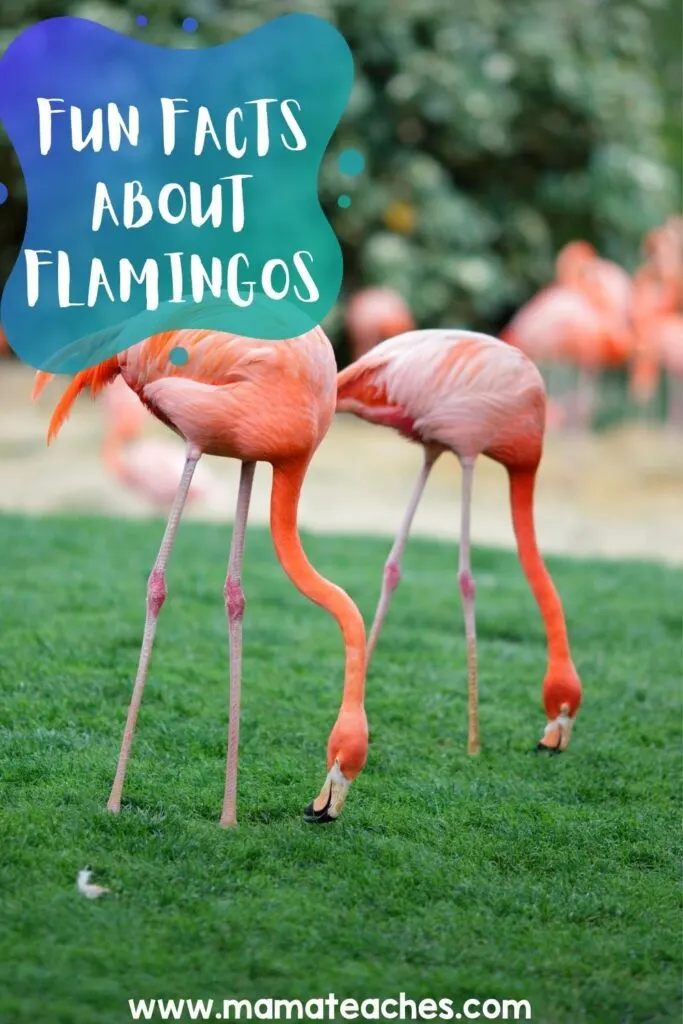 Fun Facts About Flamingos