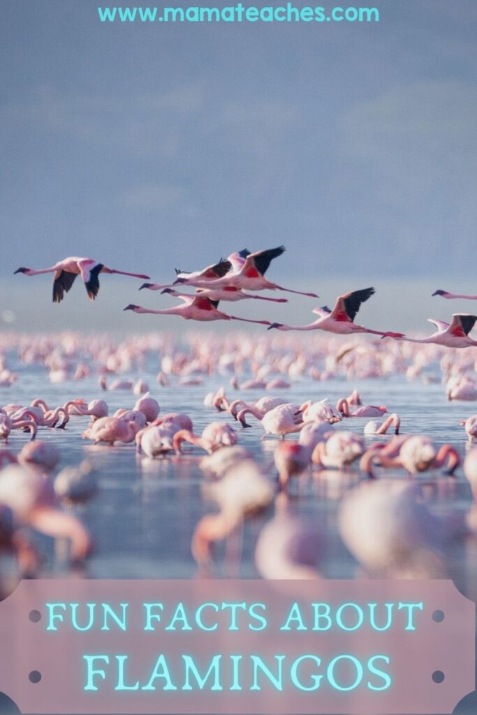 Fun Facts About Flamingos