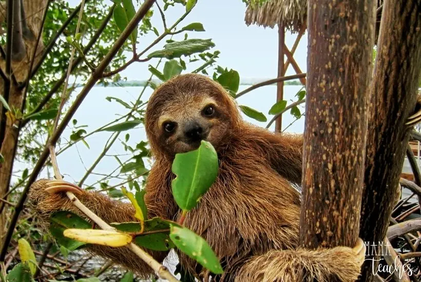 Fun Facts About Sloths