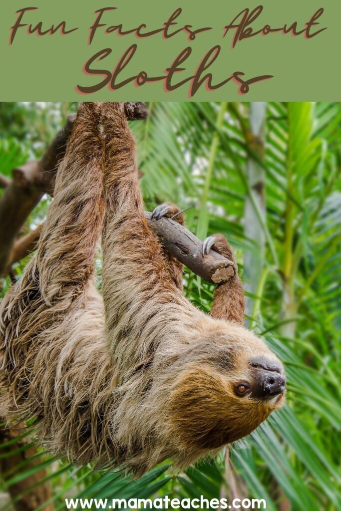 Fun Facts About Sloths : Animal Facts for Kids - Mama Teaches