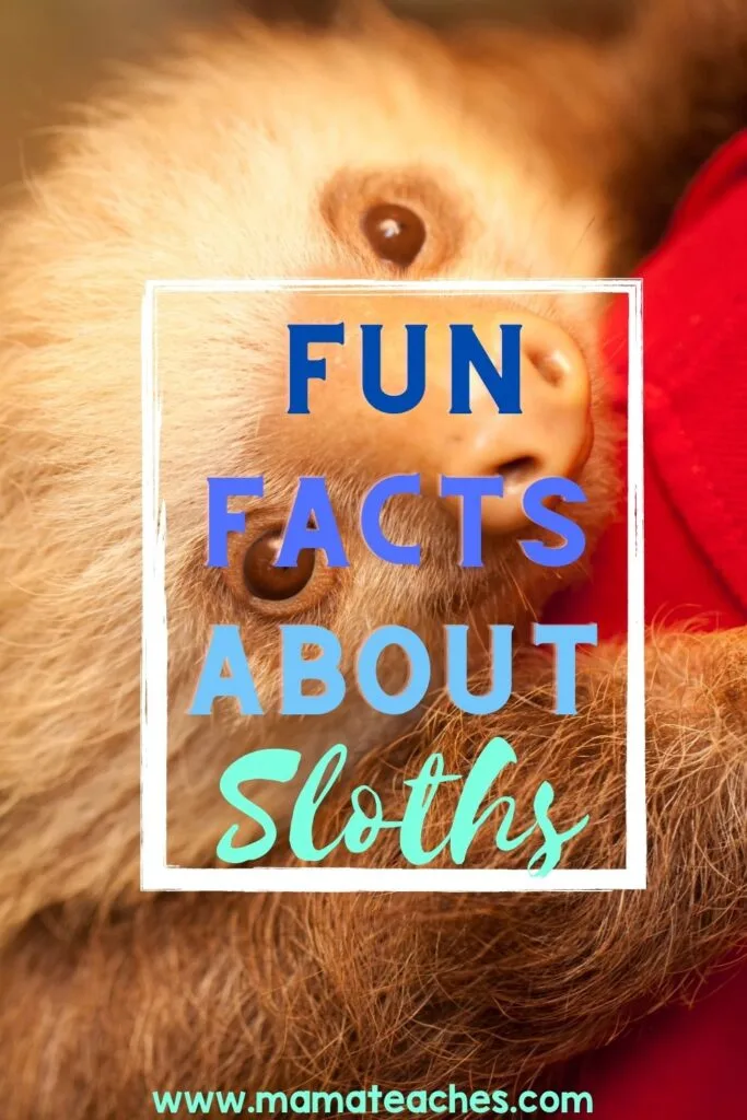 Fun Facts About Sloths