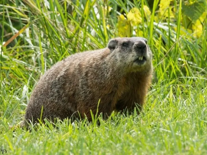 Groundhog Day Activities