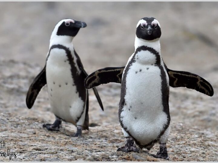 21 Fun Penguin Activities