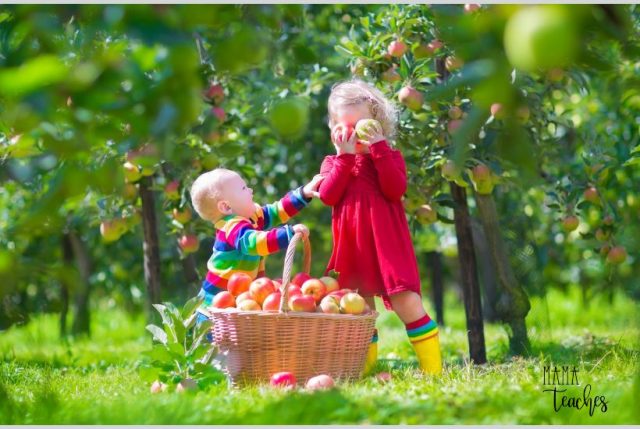 24 Fun Apple Activities - Mama Teaches