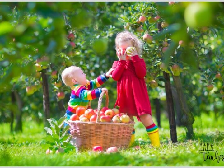4 Fun Apple Activities
