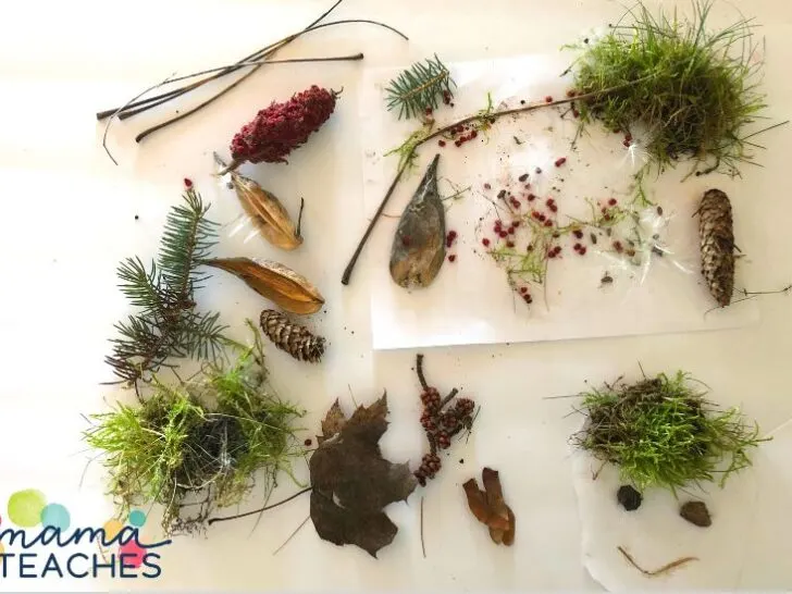 Make a Nature Collage with Kids